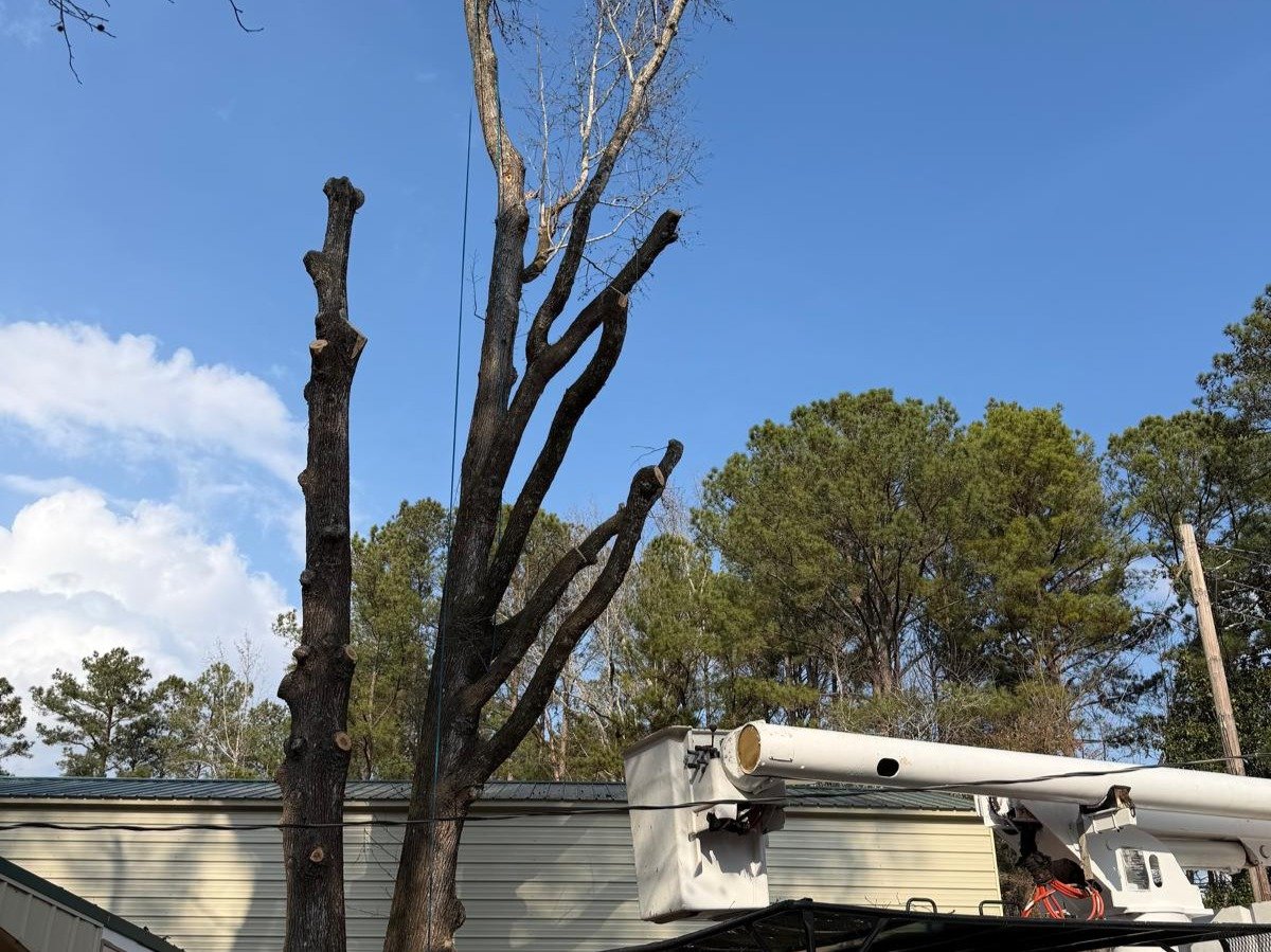 El Costeño Tree Service LLC